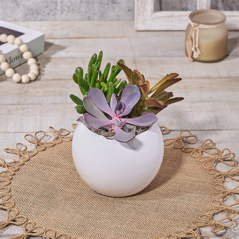 Assorted Succulent Vessel, plant gift, plant, succulent gift, succulent, Canada delivery