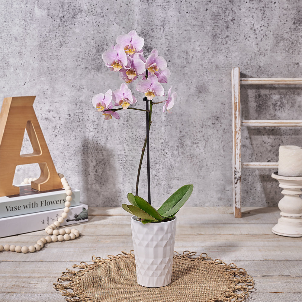 A Touch of Love Orchid Gift, plant gift, plant, orchid gift, orchid