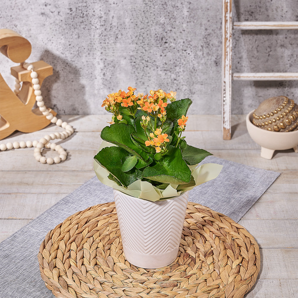 Potted Kalanchoe, plant gift, plant, kalanchoe gift, kalanchoe, Canada delivery