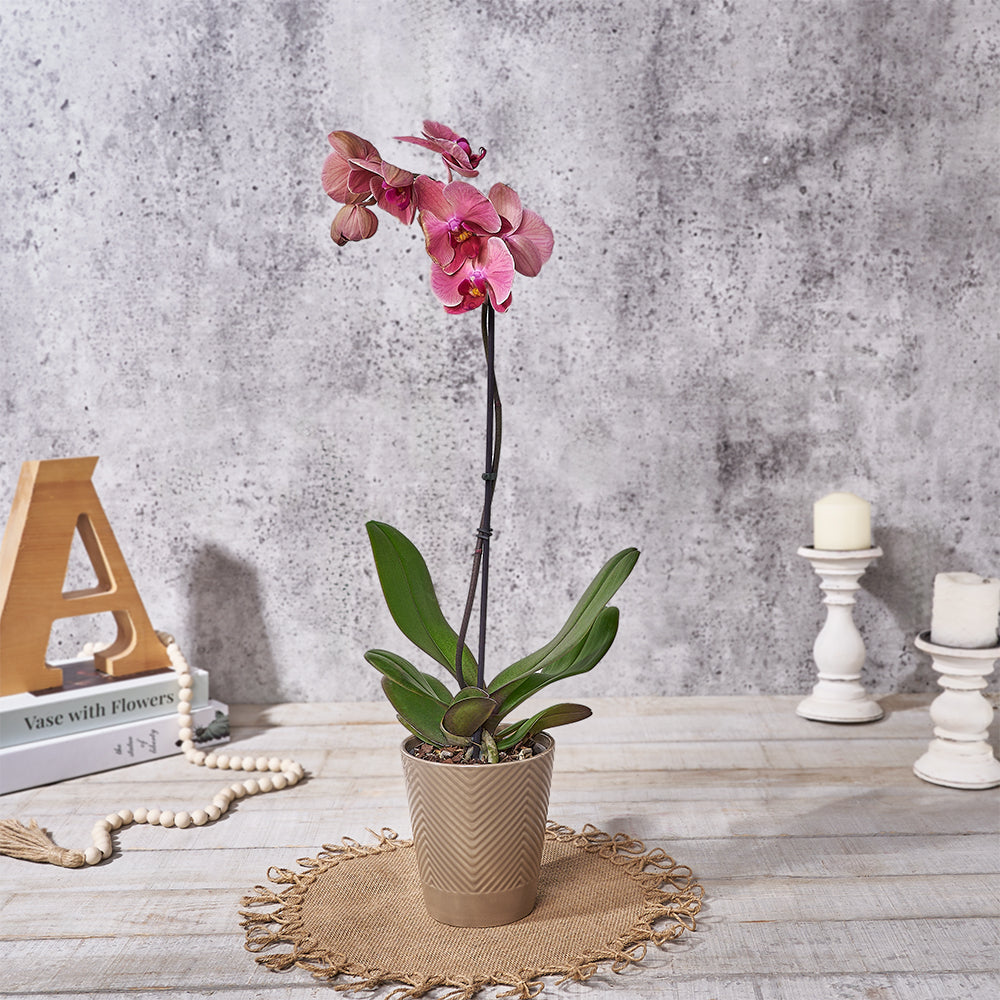 Blushing Pink Orchid Plant Gift, plant gift, plant, orchid gift, orchid,