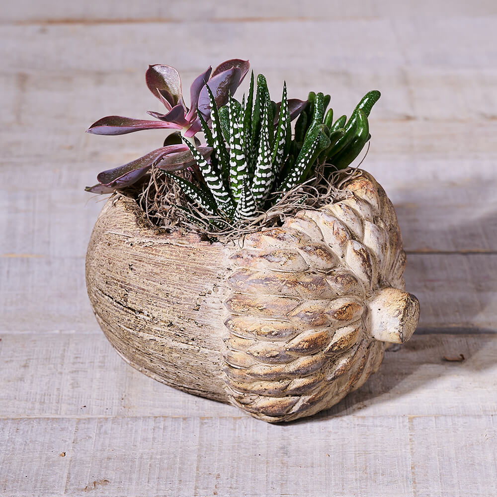 Succulent Acorn Planter Gift, plant gift, plant, succulent gift, succulent