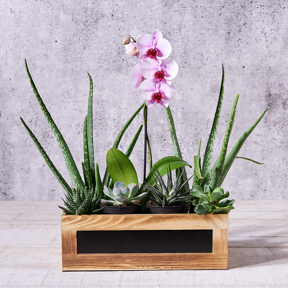 Botanical Orchid & Succulent Arrangement, floral gift, floral, mothers day gift, mothers day, garden gift, garden