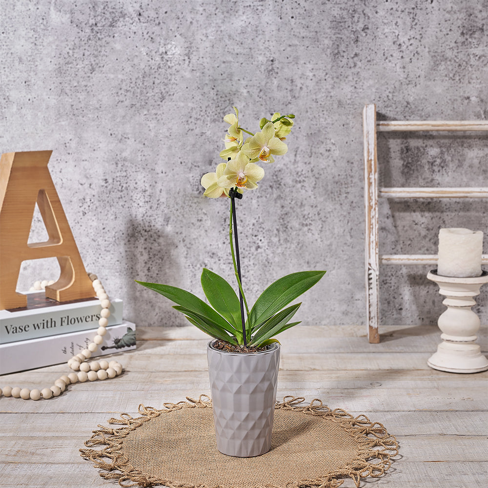 A Ray of Sunshine Orchid Gift, plant gift, plant, orchid gift, orchid