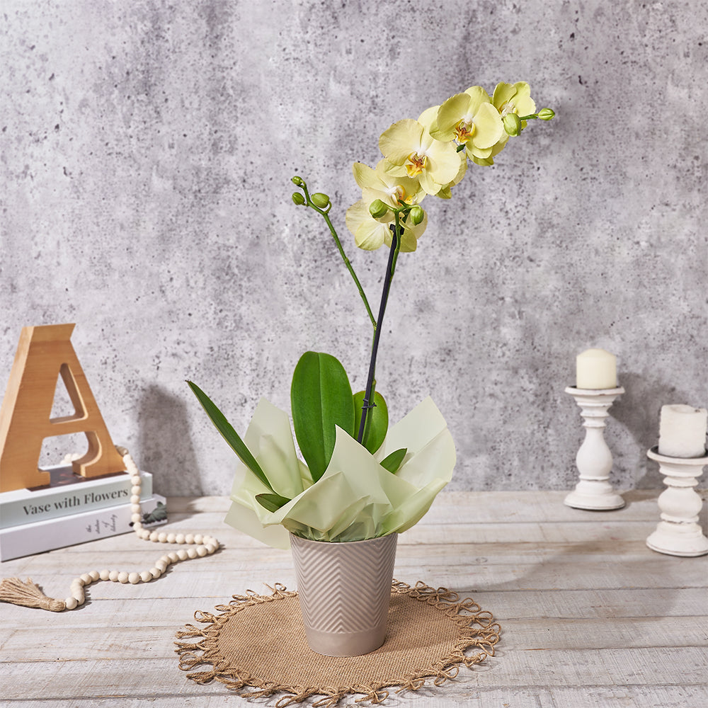 Golden Hour Orchid Gift, plant gift, plant, orchid gift, orchid