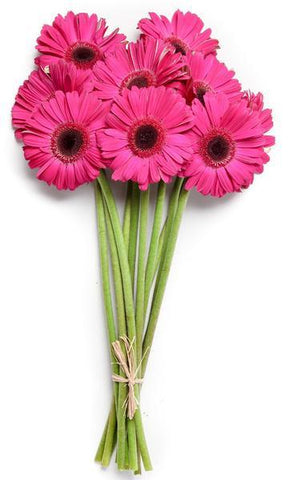 Bunch of Gerbera Daisies