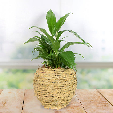 Potted Cast Iron Plant