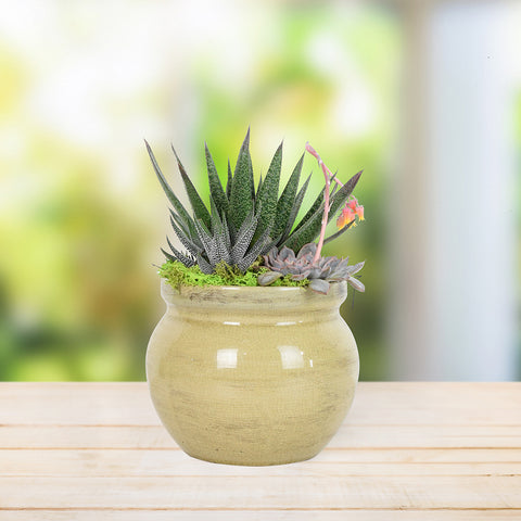 Potted Succulent