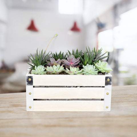 Succulent Garden Crate