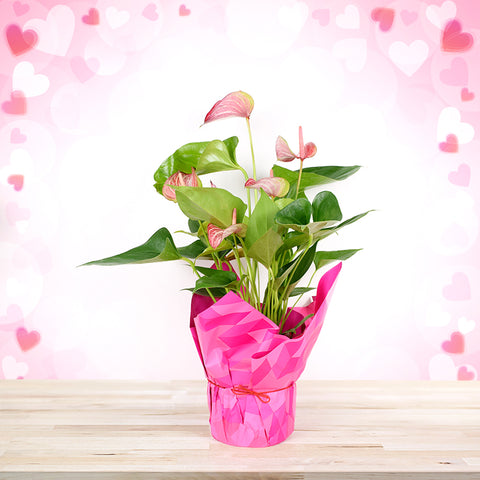 Blushing Pink Anthuriums