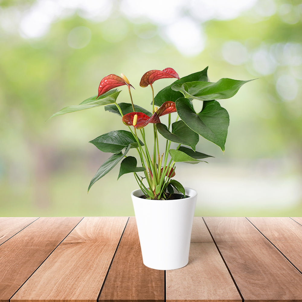 Ruby Red Potted Anthurium floral gift baskets