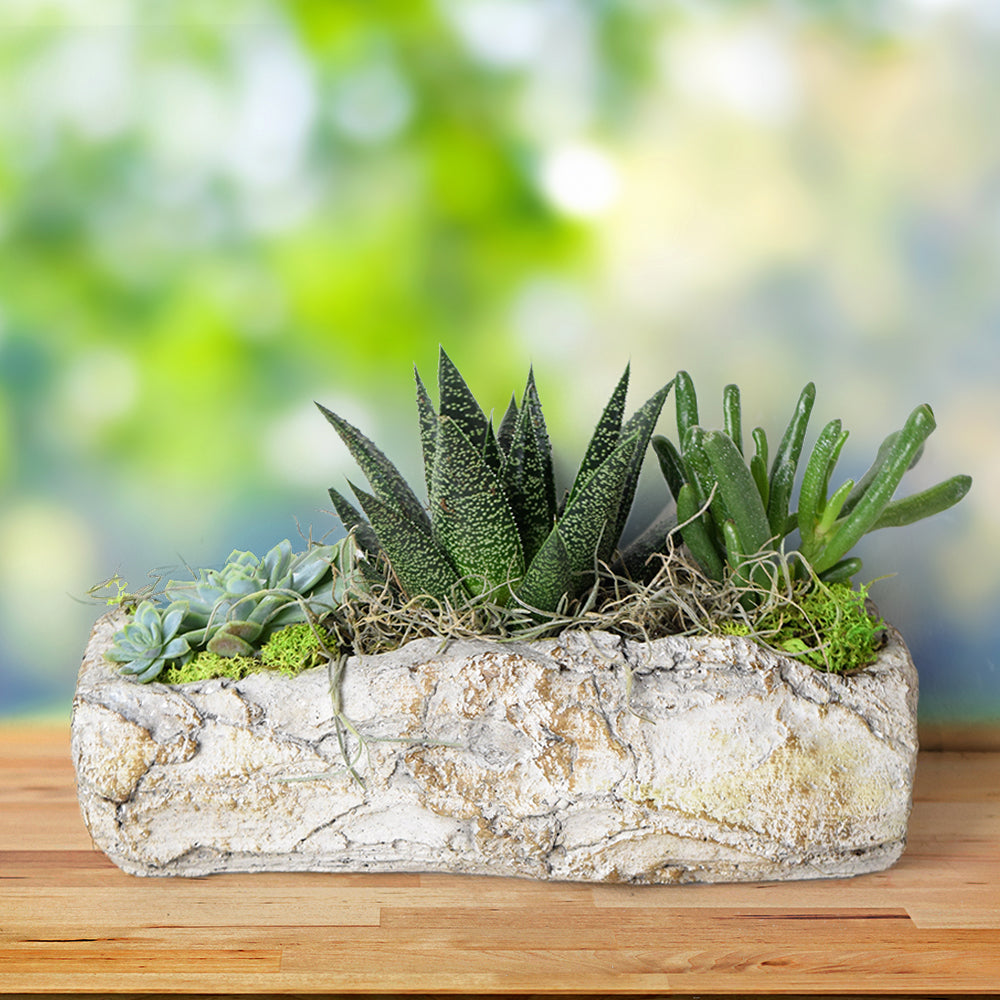 Natural Rock Succulent Garden, floral gift baskets, gift baskets, succulent gift basket