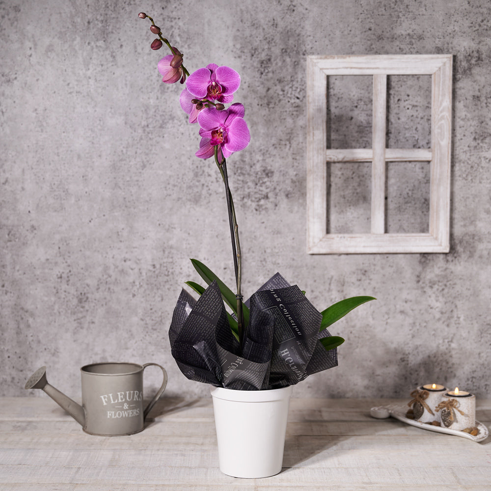 Potted Purple Orchid, Valentine's Day gifts, flower gifts