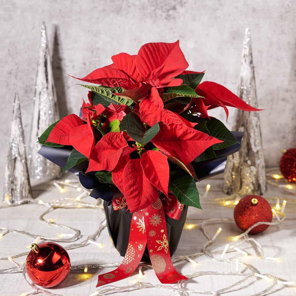 Festive Poinsettia Plant Christmas gift baskets
