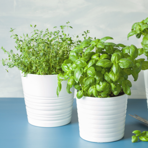 Seasonal Plants